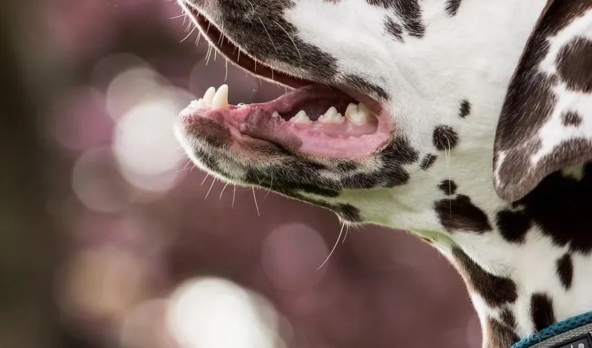 Ração Sem Grãos é Boa para Cães com Estômagos Sensíveis?