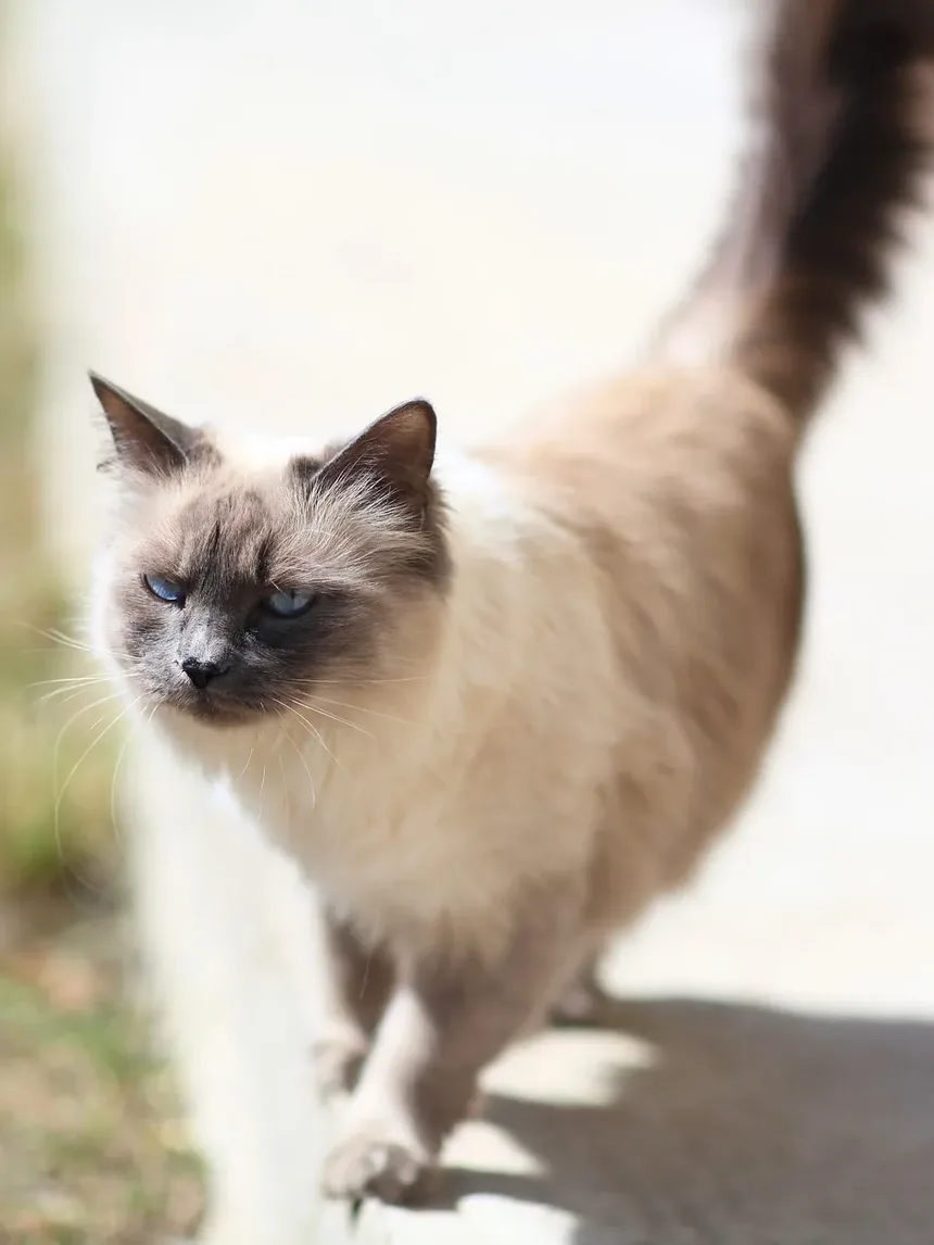 A Vitamina B é Boa para Gatos? Entendendo Seus Benefícios e Fontes
