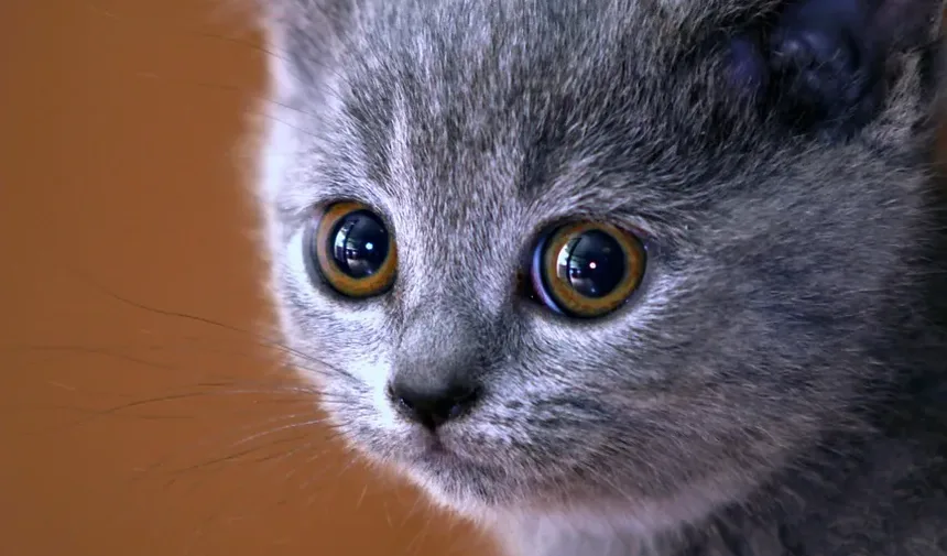 A Vitamina B é Boa para Gatos? Entendendo Seus Benefícios e Fontes