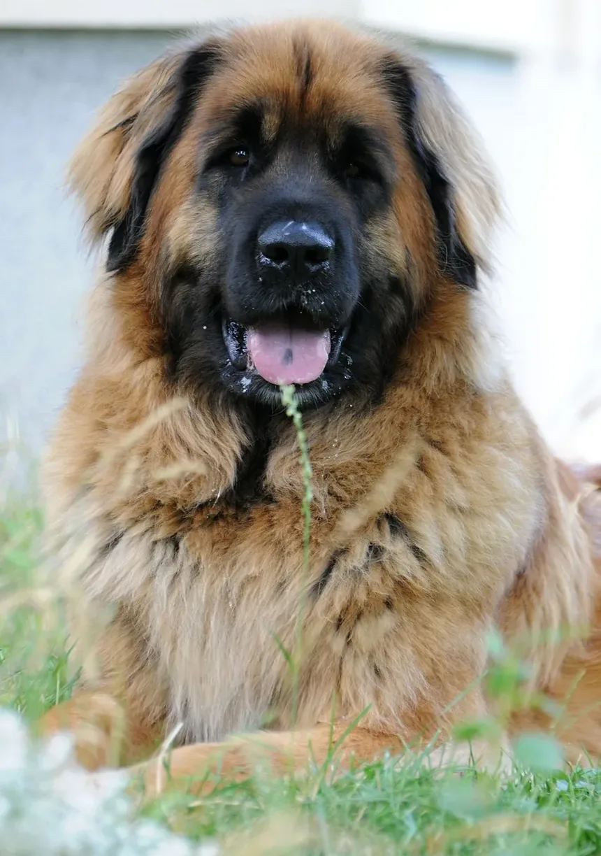 Remédios Naturais para Doença Gengival em Cães: Um Guia Completo