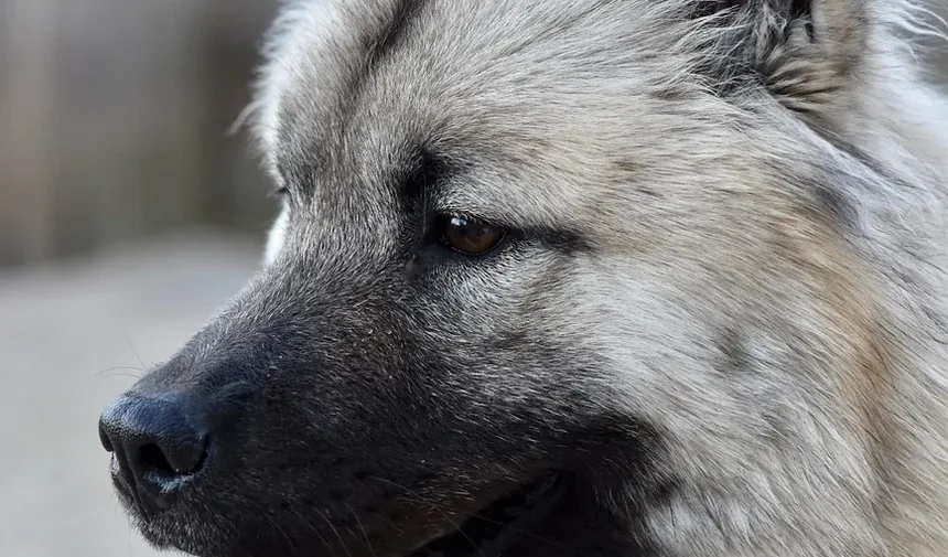 Remédios Naturais para Doença Gengival em Cães: Um Guia Completo