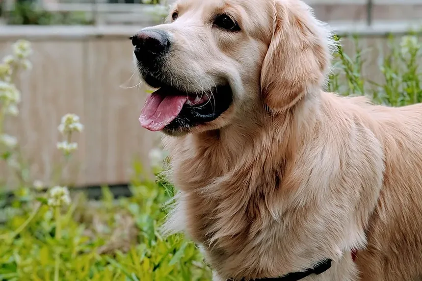 Remédios Naturais para Doença Gengival em Cães: Um Guia Completo