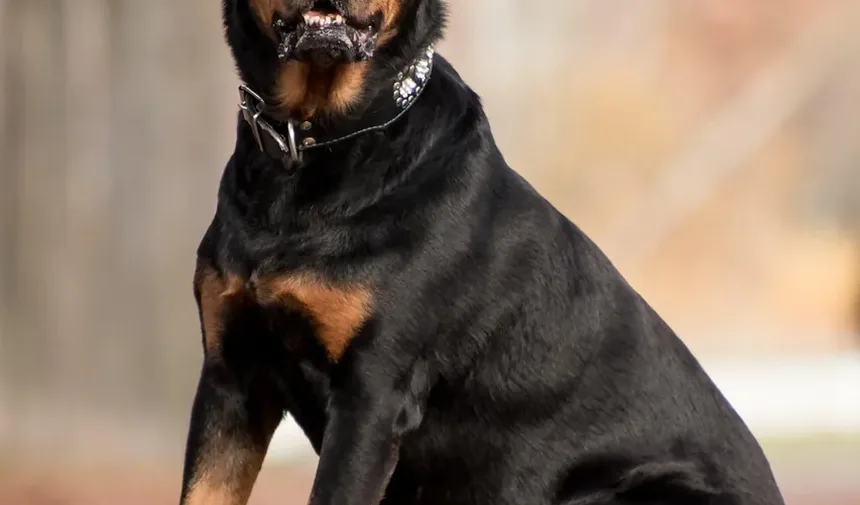 Entendendo os Efeitos Colaterais das Vacinações em Cães