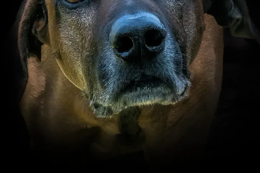 Entendendo os Efeitos Colaterais das Vacinações em Cães