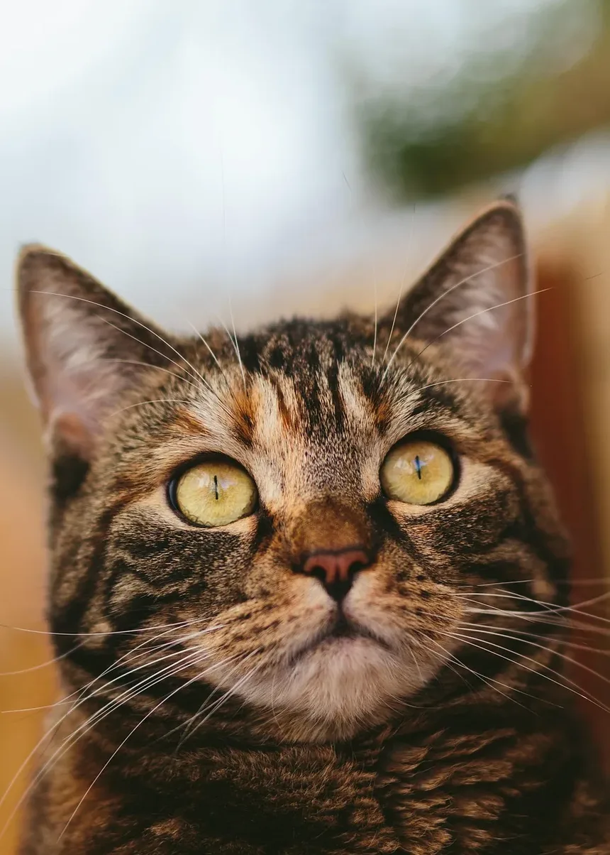 Sinais de Estômago Desconfortável em Gatos: Compreendendo o Estresse Gastrointestinal Felino