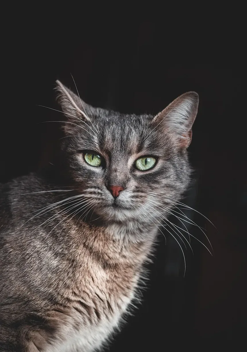 Sinais de Estômago Desconfortável em Gatos: Compreendendo o Estresse Gastrointestinal Felino