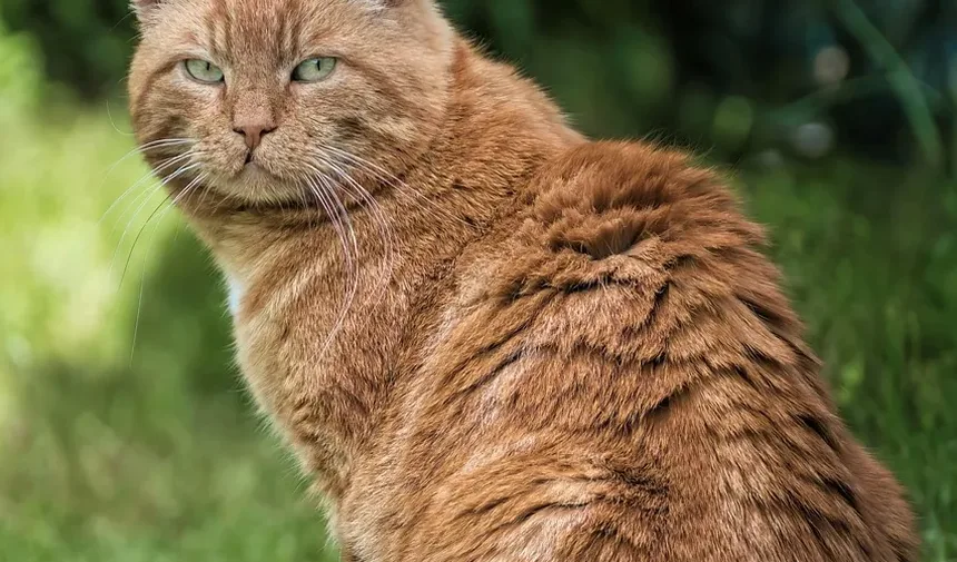 Sinais de Estômago Desconfortável em Gatos: Compreendendo o Estresse Gastrointestinal Felino