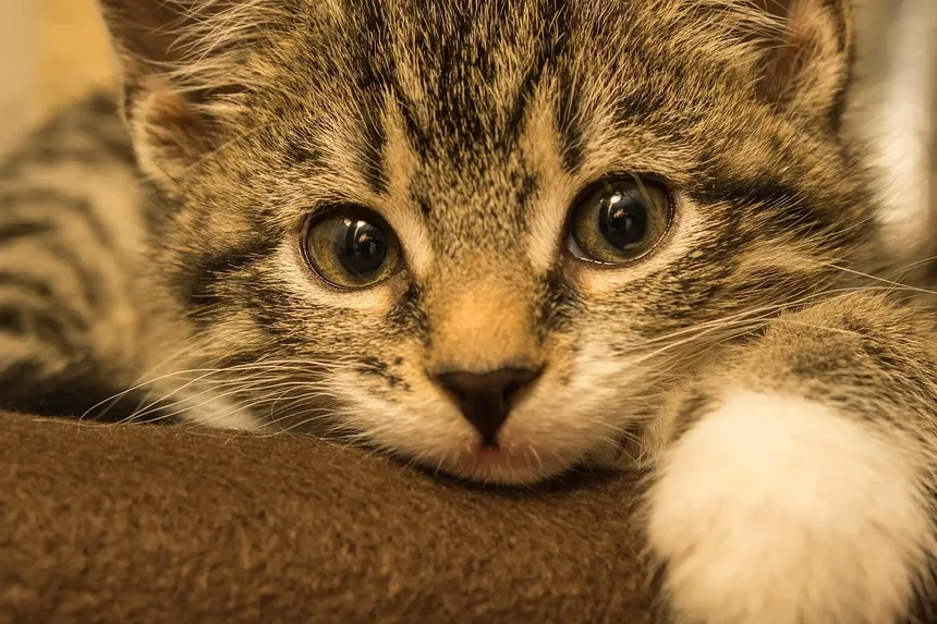 Sinais de Estômago Desconfortável em Gatos: Compreendendo o Estresse Gastrointestinal Felino