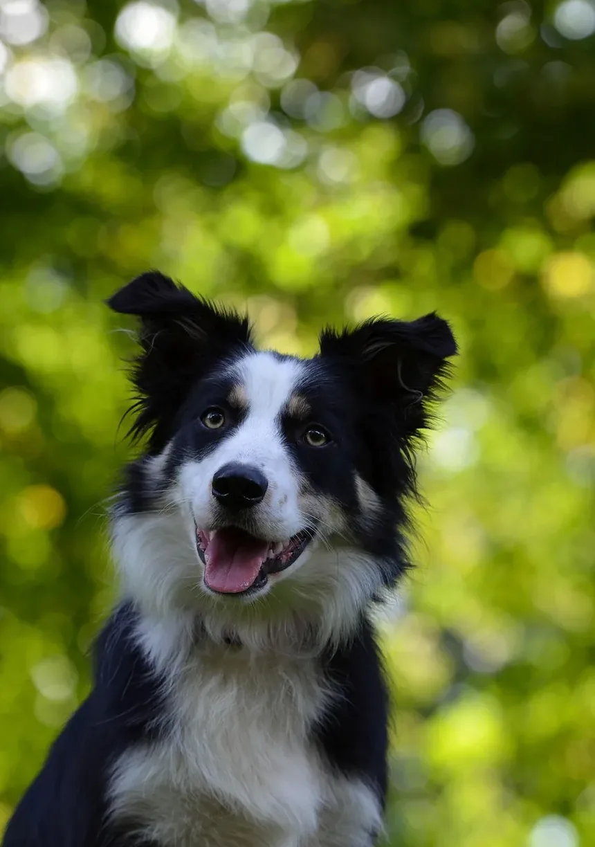 Sinais de Doença Cardíaca Crônica em Cães