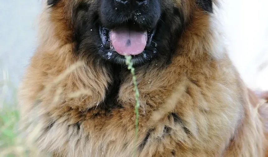 Sinais de Doença Cardíaca Crônica em Cães