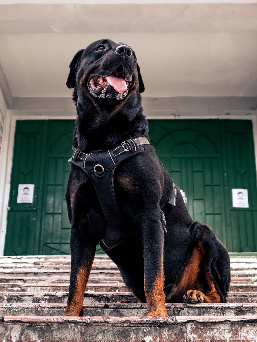 Sinais de Colite por Estresse em Cães: Compreendendo os Sintomas e Soluções