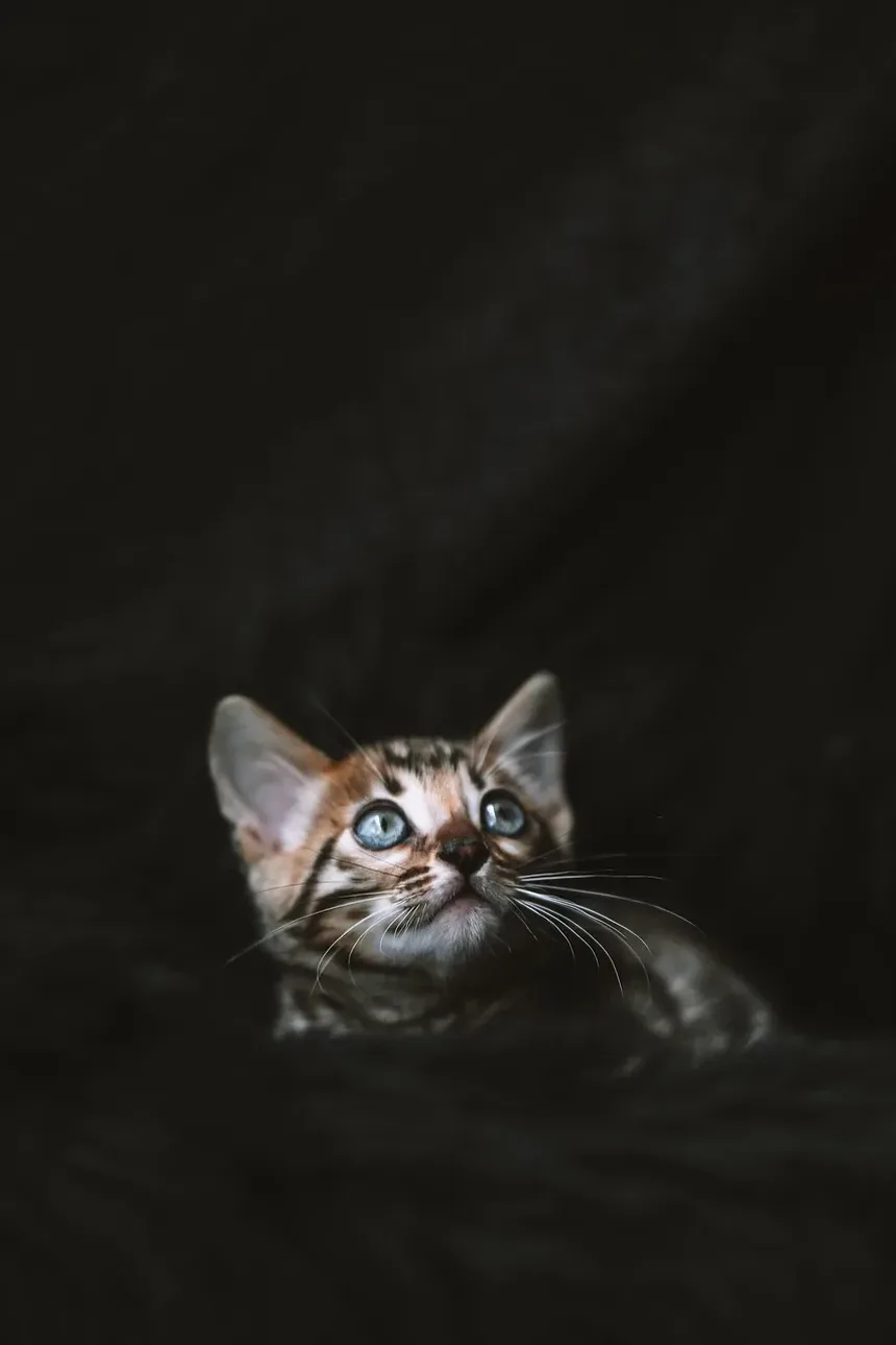 Sinais de Estresse em um Gatinho: Entendendo o Comportamento do Seu Felino