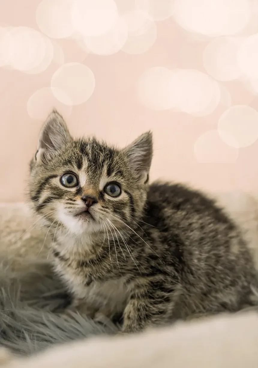 Sinais de Estresse em um Gatinho: Entendendo o Comportamento do Seu Felino