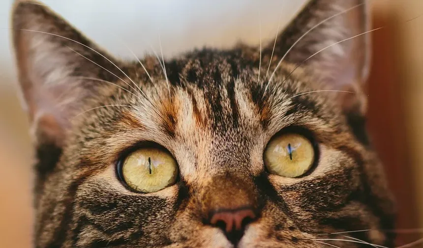 Sinais de Estresse em um Gatinho: Entendendo o Comportamento do Seu Felino