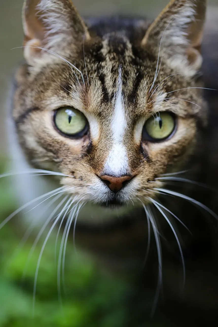O que os Esteróides Fazem por Gatos Doentes?