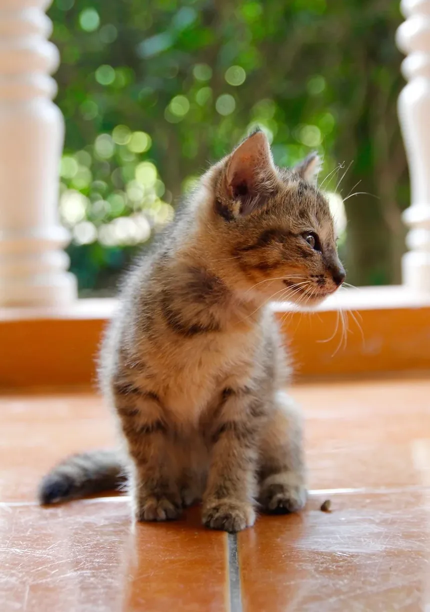 O que os Esteróides Fazem por Gatos Doentes?