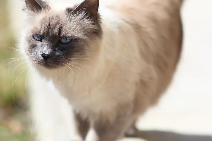 O que os Esteróides Fazem por Gatos Doentes?