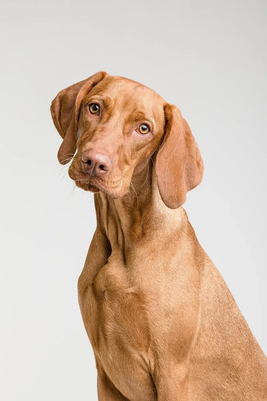O Que Fazer Se Seu Cão Estiver Engasgando com um Osso de Frango