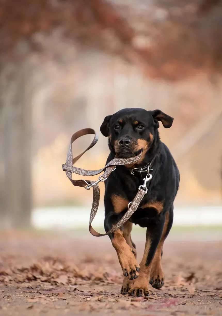 O Que Fazer Se Seu Cão Estiver Engasgando com um Osso de Frango