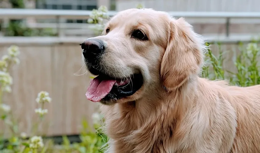 O Que Fazer Se Seu Cão Estiver Engasgando com um Osso de Frango