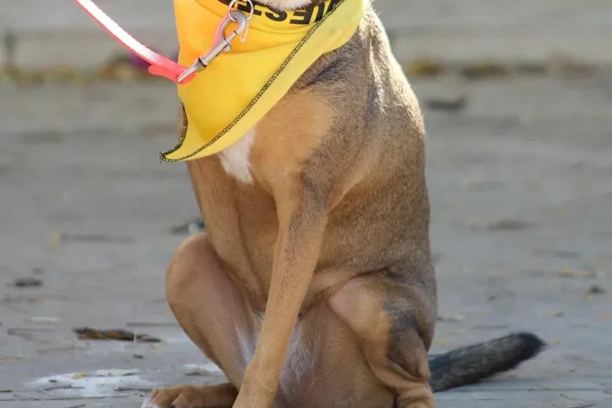 O Que Fazer Se Seu Cão Estiver Engasgando com um Osso de Frango