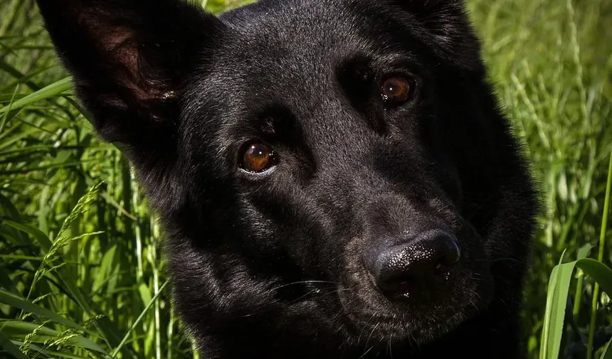 Quais Legumes São Tóxicos para Cães?